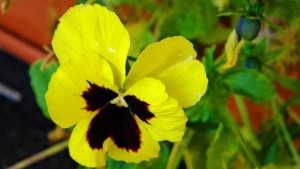 Floare